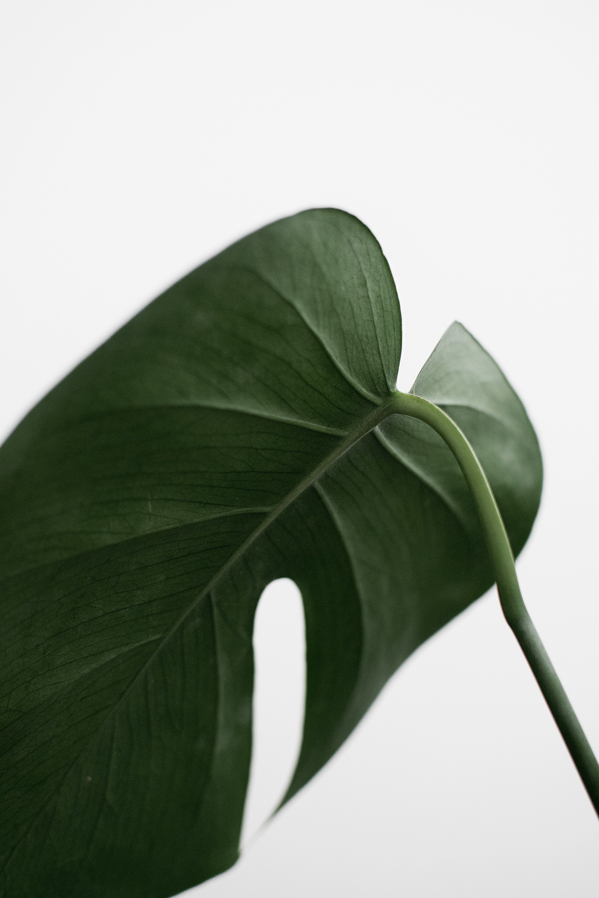picture of a banana leaf