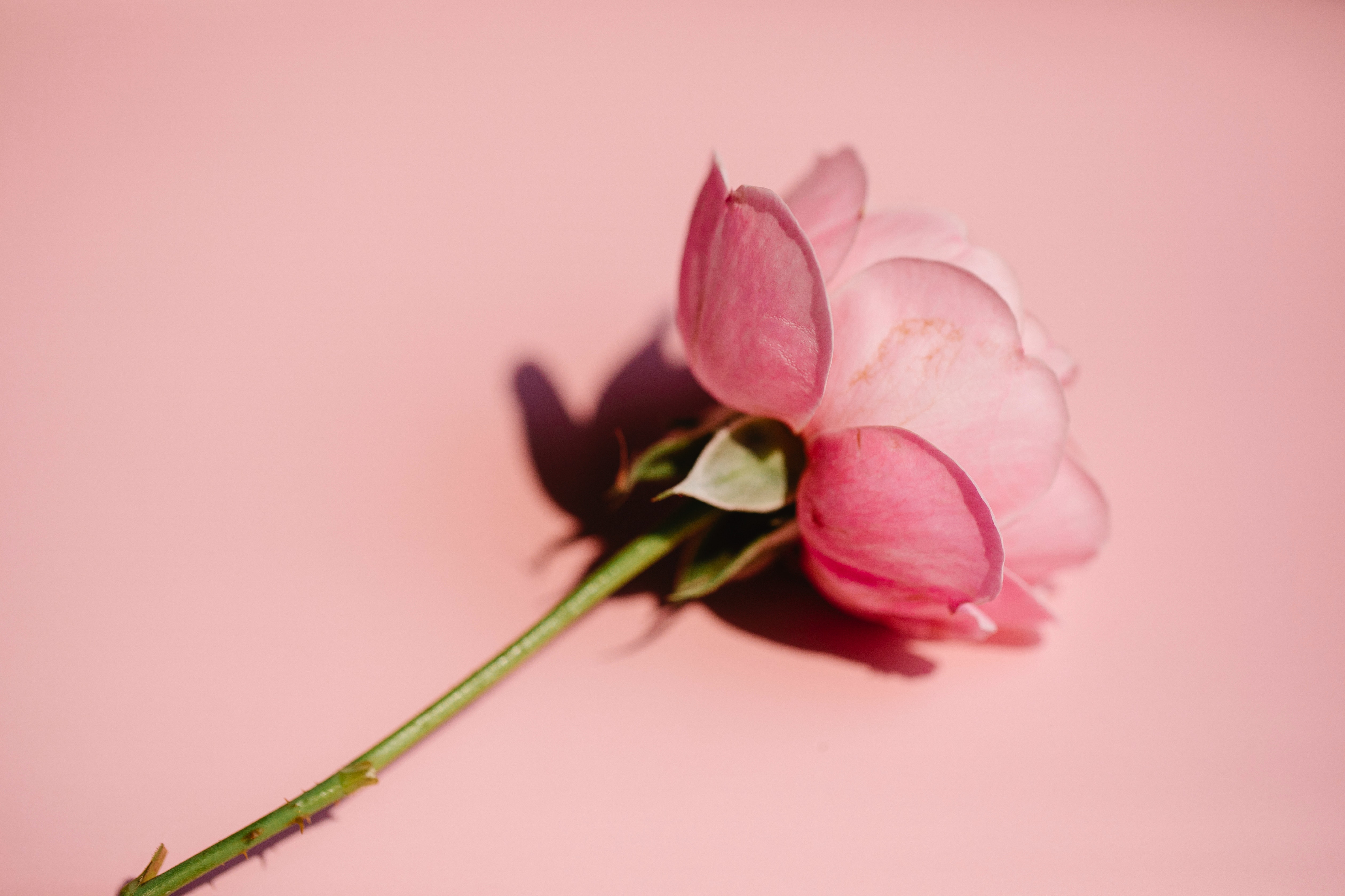 picture of pink flower